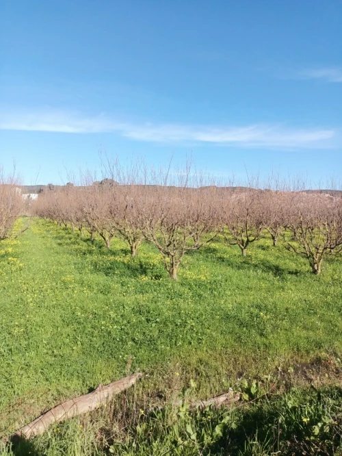 Vente Terrain Agricole Tipaza Attatba