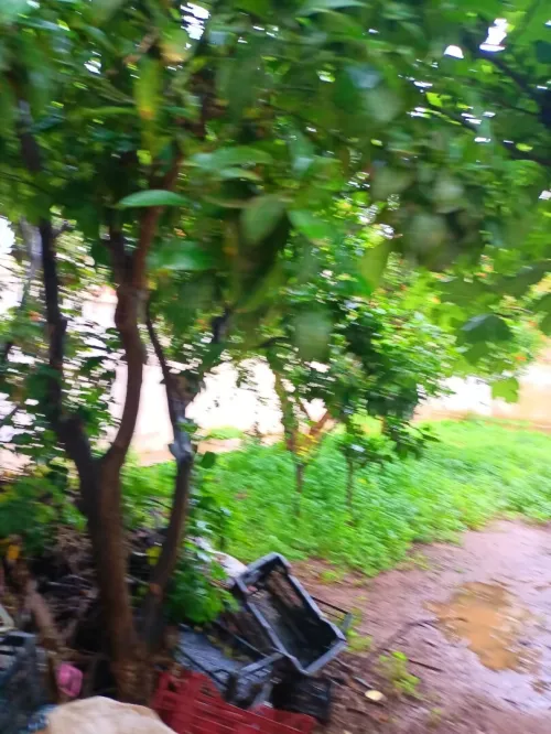 Vente Villa Tipaza Kolea
