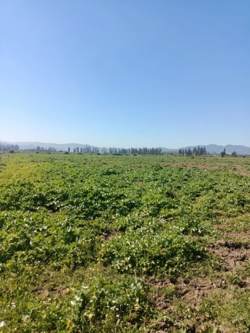 Vente Terrain Agricole Tipaza Attatba