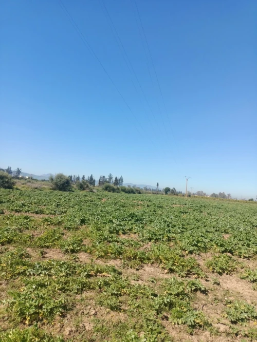 Vente Terrain Agricole Tipaza Attatba