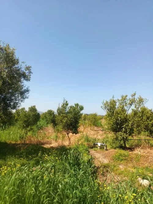 Vente Terrain Agricole Blida Mouzaia