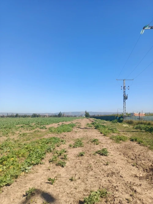 Vente Terrain Agricole Tipaza Attatba