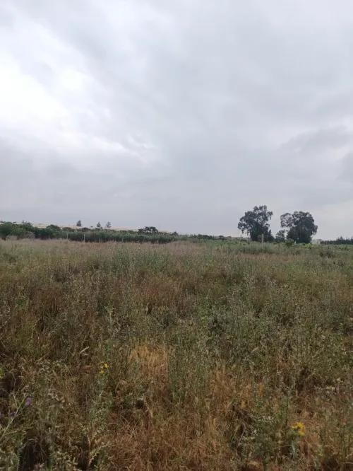 Vente Terrain Agricole Tipaza Kolea
