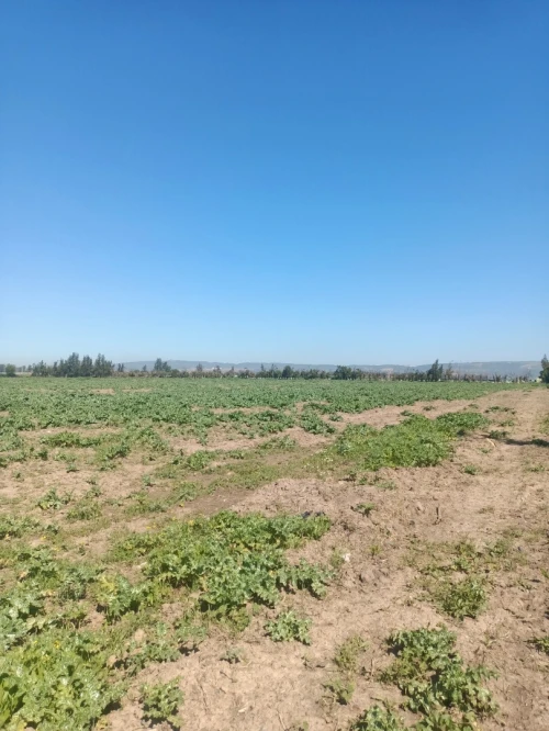 Vente Terrain Agricole Tipaza Attatba
