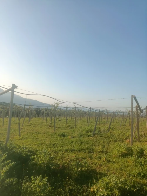 Vente Terrain Agricole Tipaza Tipaza