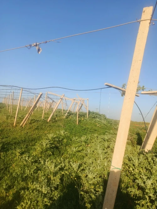Vente Terrain Agricole Tipaza Tipaza
