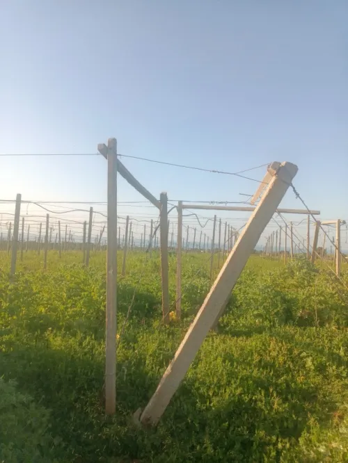 Vente Terrain Agricole Tipaza Tipaza