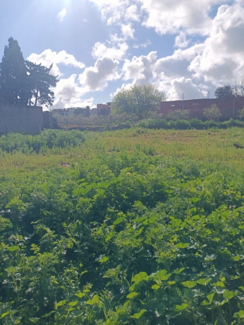 Vente Terrain Tipaza Fouka