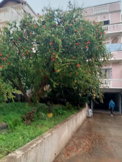 Vente Villa Tipaza Kolea