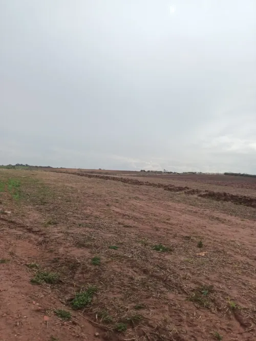 Vente Terrain Agricole Tipaza Khemisti