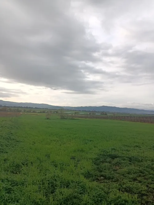 Vente Terrain Agricole Tipaza Sidi rached