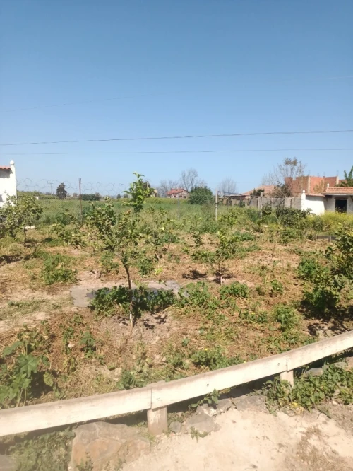 Vente Terrain Agricole Tipaza Ahmar el ain