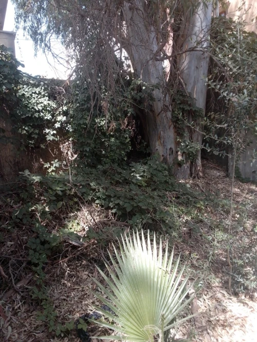 Vente Terrain Alger Dar el beida 3