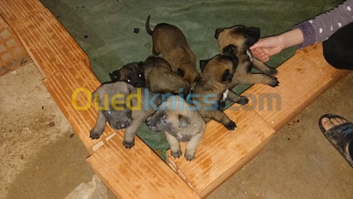 Chiots malinois 