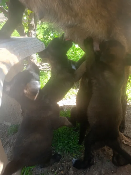 Malinois