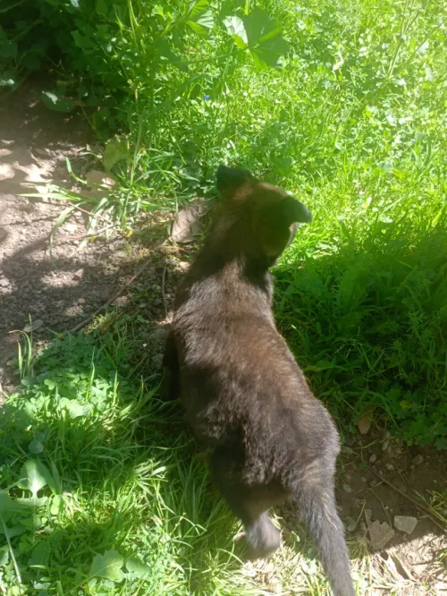 Malinois