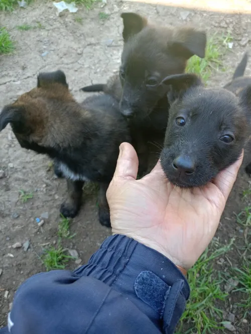 Malinois
