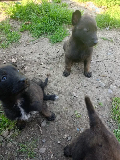 Malinois