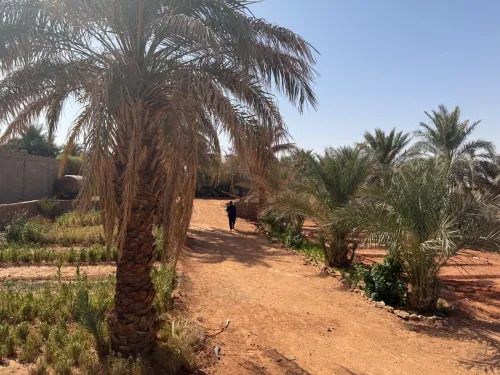 Vente Terrain Timimoun Timimoun