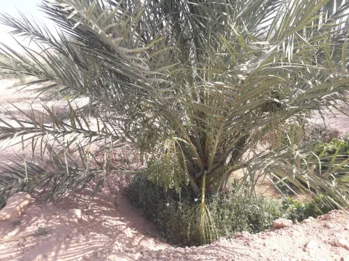 Vente Terrain Agricole Biskra El hadjeb