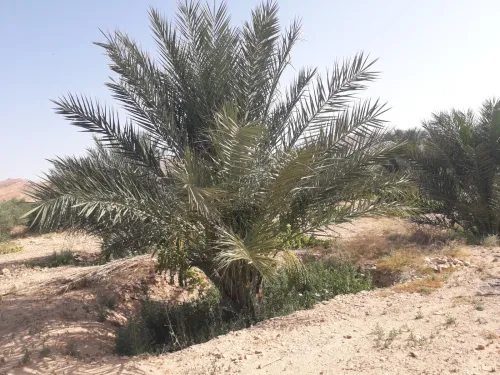 Vente Terrain Agricole Biskra El hadjeb