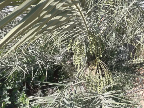 Vente Terrain Agricole Biskra El hadjeb