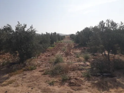 Vente Terrain Agricole Biskra El hadjeb