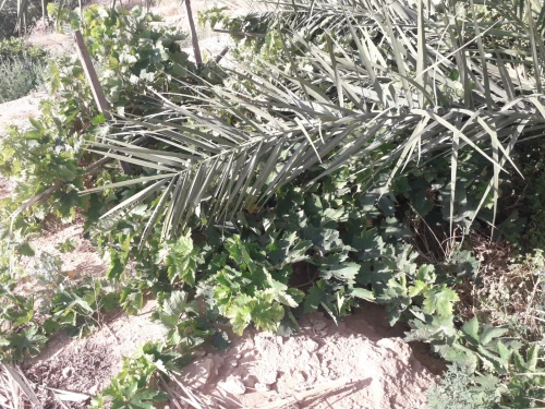 Vente Terrain Agricole Biskra El hadjeb