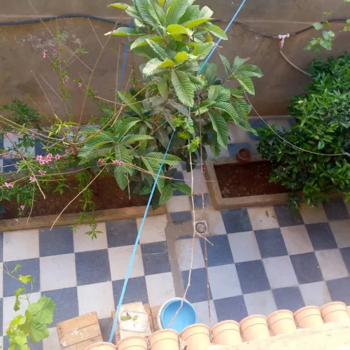 Vente Villa Tipaza Cherchell