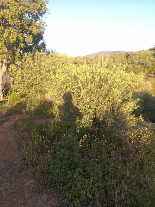Vente Terrain Jijel El kennar nouchfi