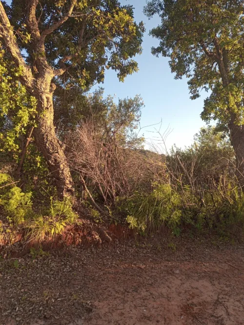 Vente Terrain Jijel El kennar nouchfi