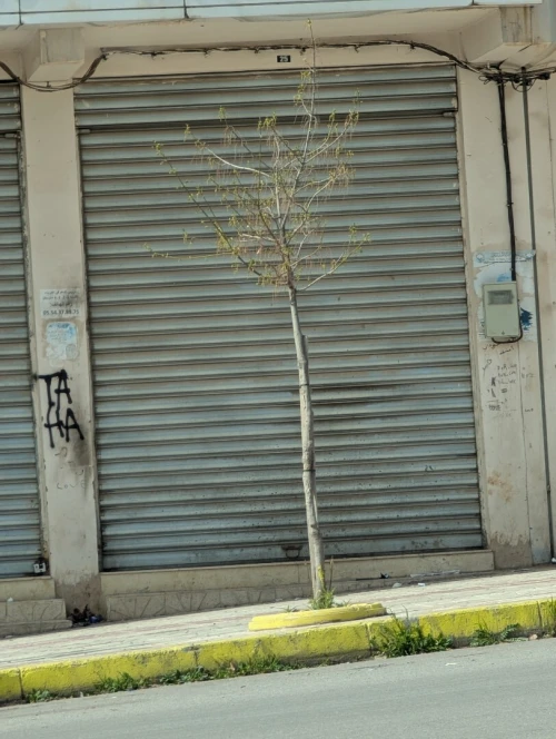 Vente Local Sétif Setif
