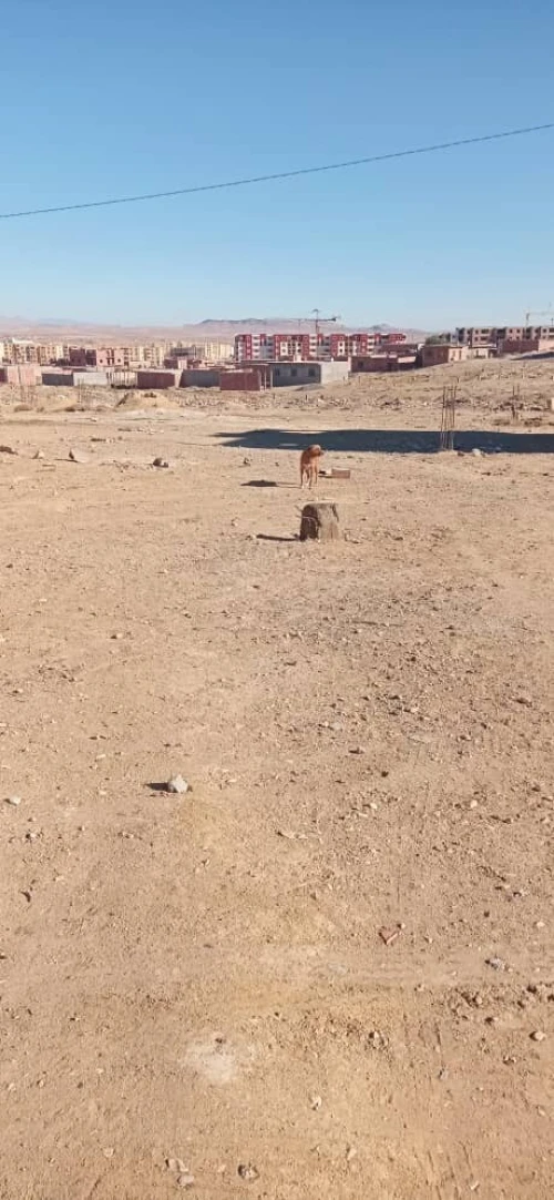 Vente Terrain M'Sila Sidi aissa