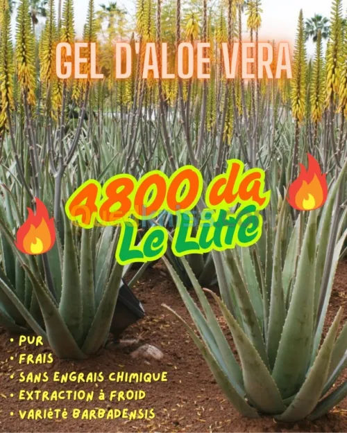 Gel d'Aloe Vera NATIF (Aloe barbadensis leaf juice) 