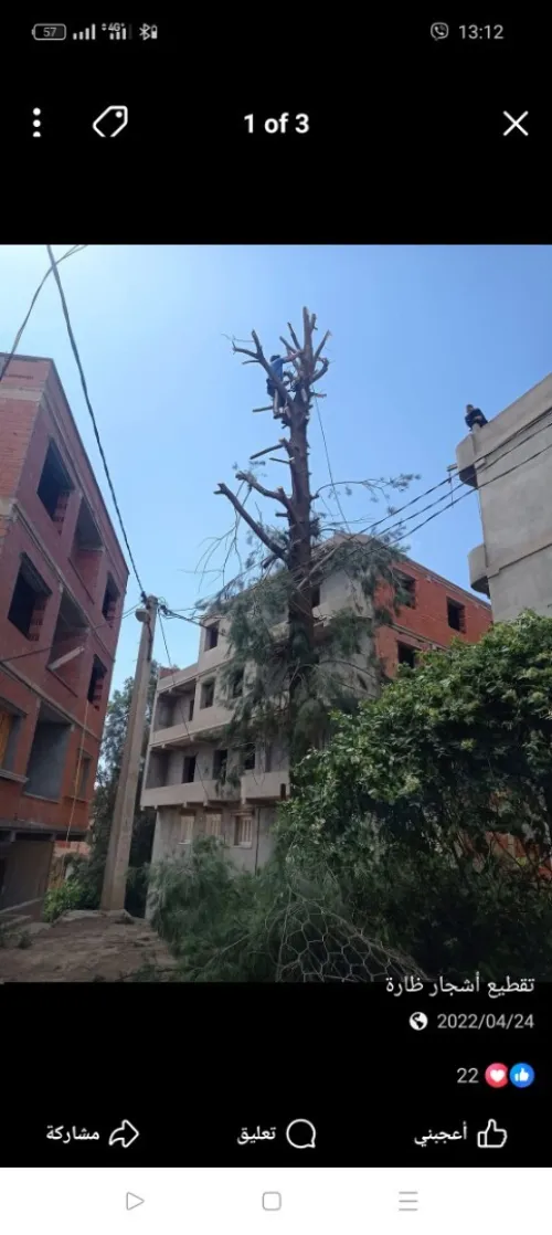 Abattage Des Arbres تقطيع اشجار