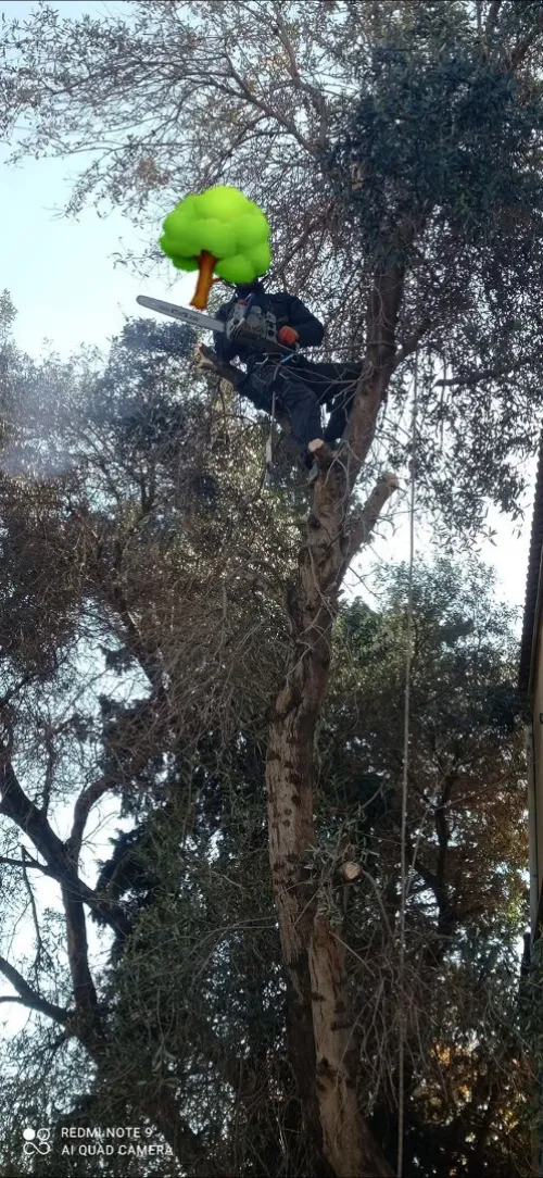 Abattage Et Élagage Des Arbres