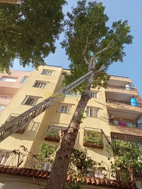 Abattage Et Élagage Des Arbres