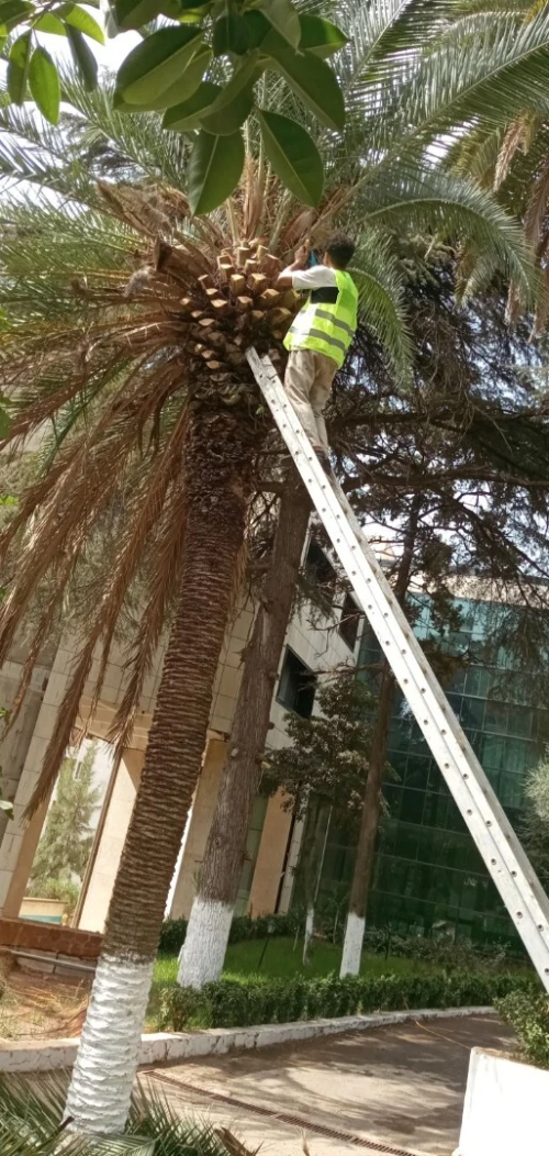 Société nettoyage jardin Abattage Et Élagage Des Arbres تقطيع الاشجار