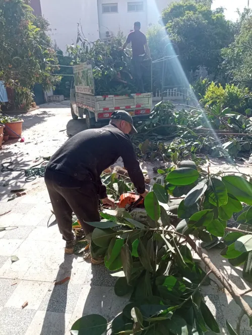 Abattage Et Taille De Tout Type D'arbres,'L Nettoyage Jardin