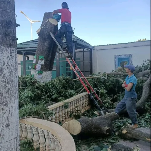 Abattage Et Élagage Des Arbres