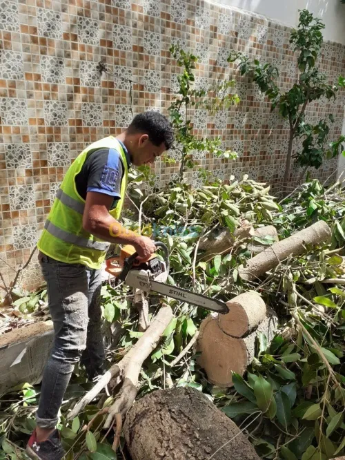 Abattage Et Taille De Tout Type D'arbres,'L Nettoyage Jardin