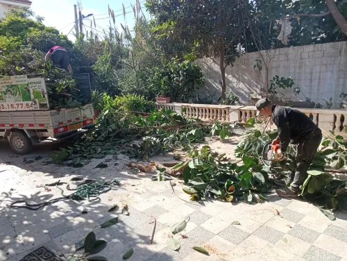 Abattage Et Taille De Tout Type D'arbres,'L Nettoyage Jardin