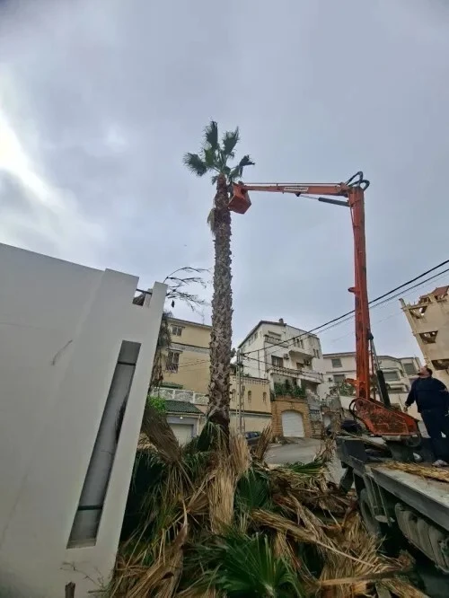 Nettoyage Des Jardins Et Abattage Et Elagage Des Arbres تقطيع الأشجار