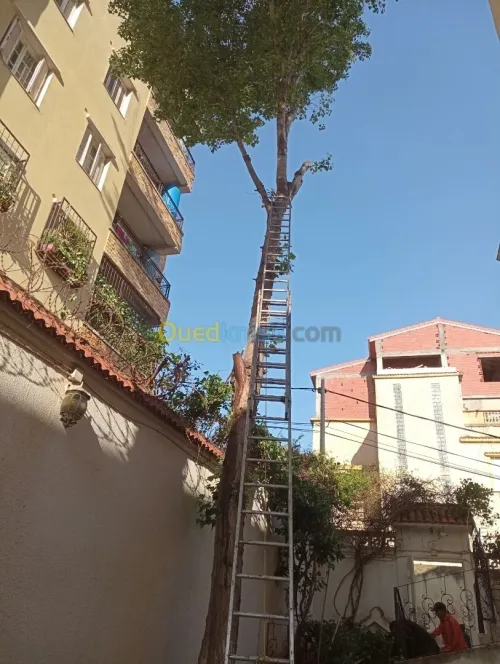 Abattage Et Élagage Des Arbres
