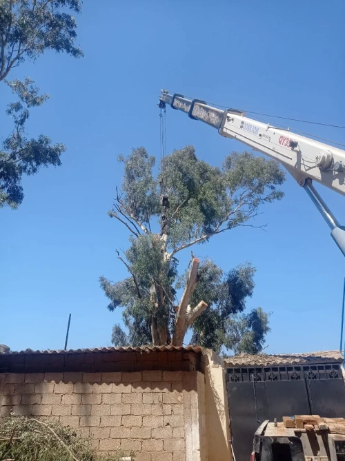 Abattage Des Arbres تقطيع اشجار