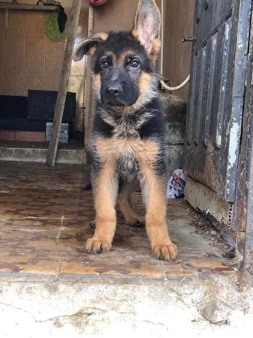 Chiot berger allemand 