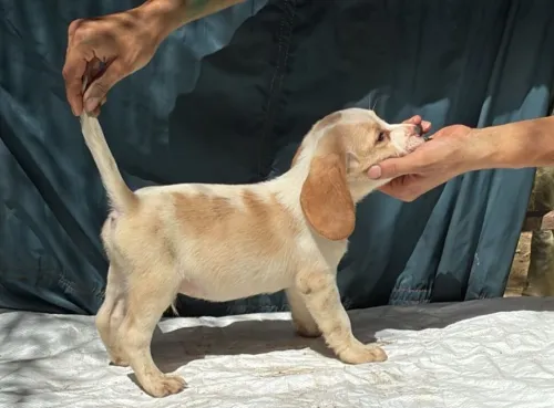 Chien de chasse Beagle 
