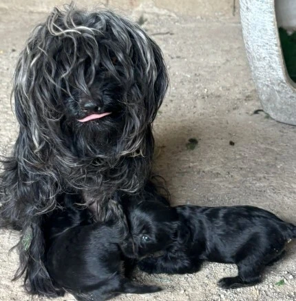 Caniche nain