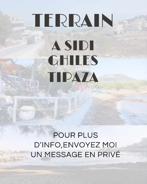 Vente Terrain Tipaza Sidi ghiles
