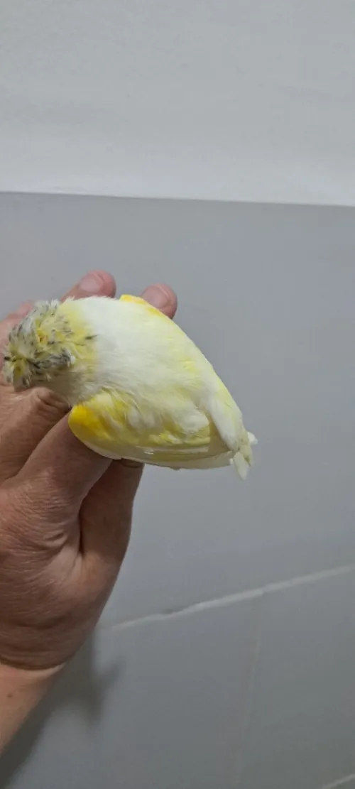 Canari
